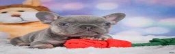 French Bulldog dogs for sale: Tulip - Ad 7