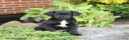 Mixed Breed dogs for sale: Lonnie - Ad 2