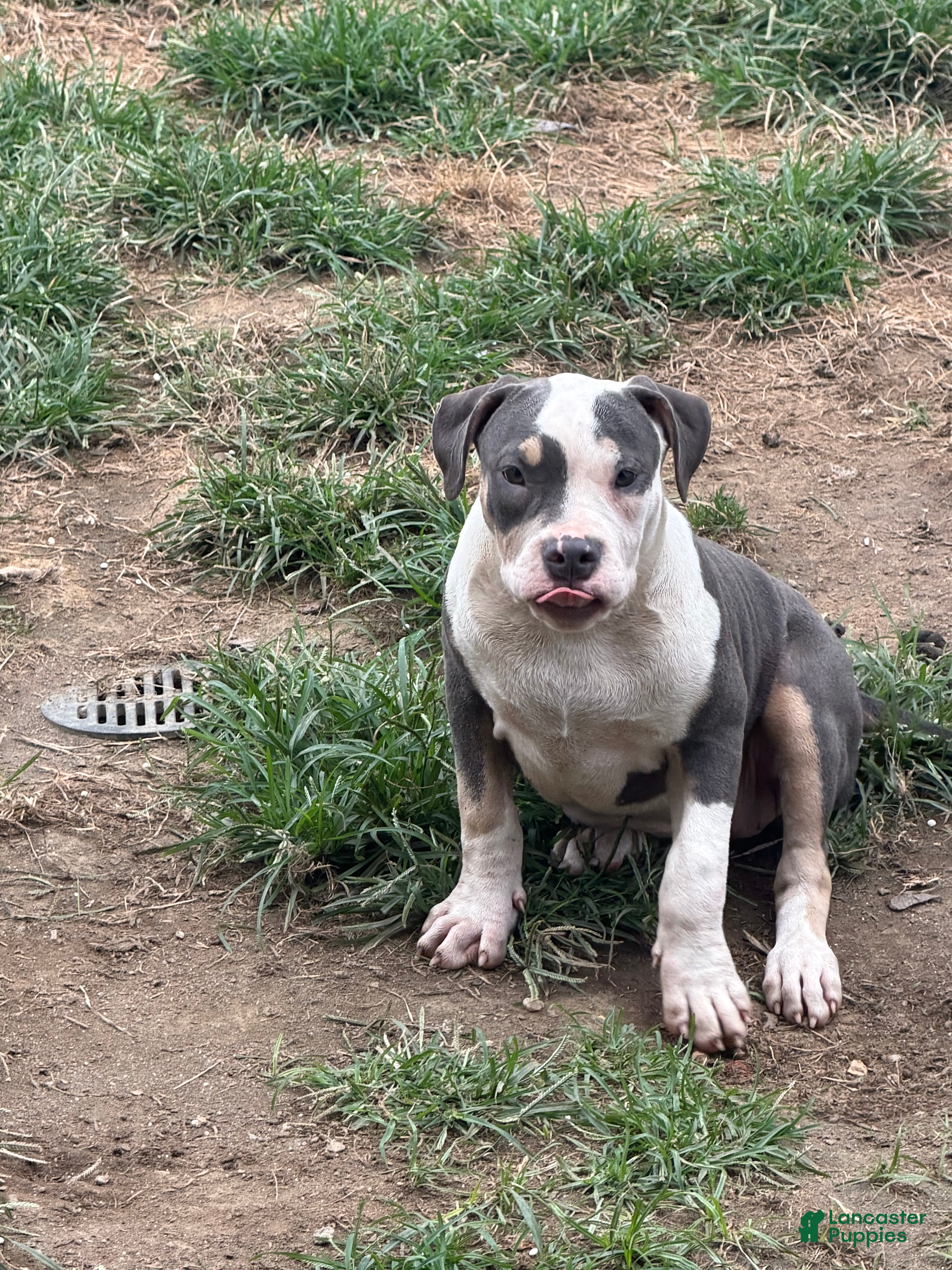 American Bully dogs Harley - Ad 2