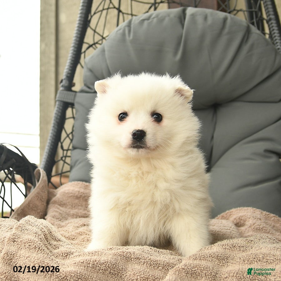 American Eskimo dogs Hope  - Ad 1
