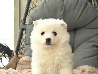 American Eskimo dogs for sale: Hope - Ad 4
