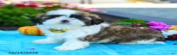 Shih Tzu dogs for sale: Alexa - Ad 4