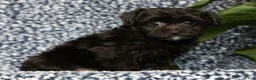 Yorkiepoo dogs for sale: Remy - Ad 3