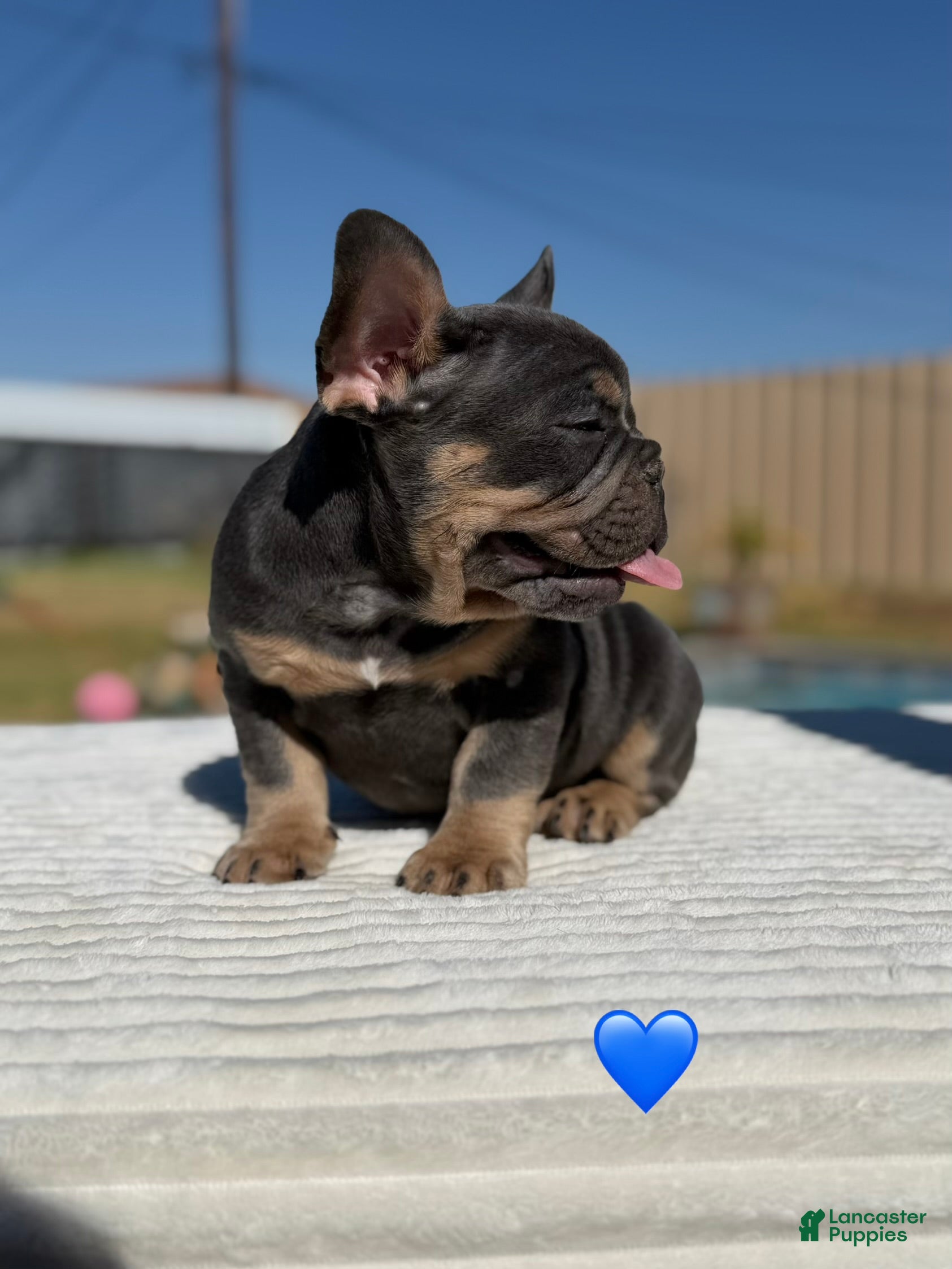 French Bulldog dogs Ted French Bulldog  - Ad 2