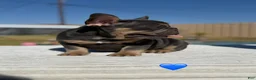 French Bulldog dogs for sale: Ted French Bulldog  - Ad 2