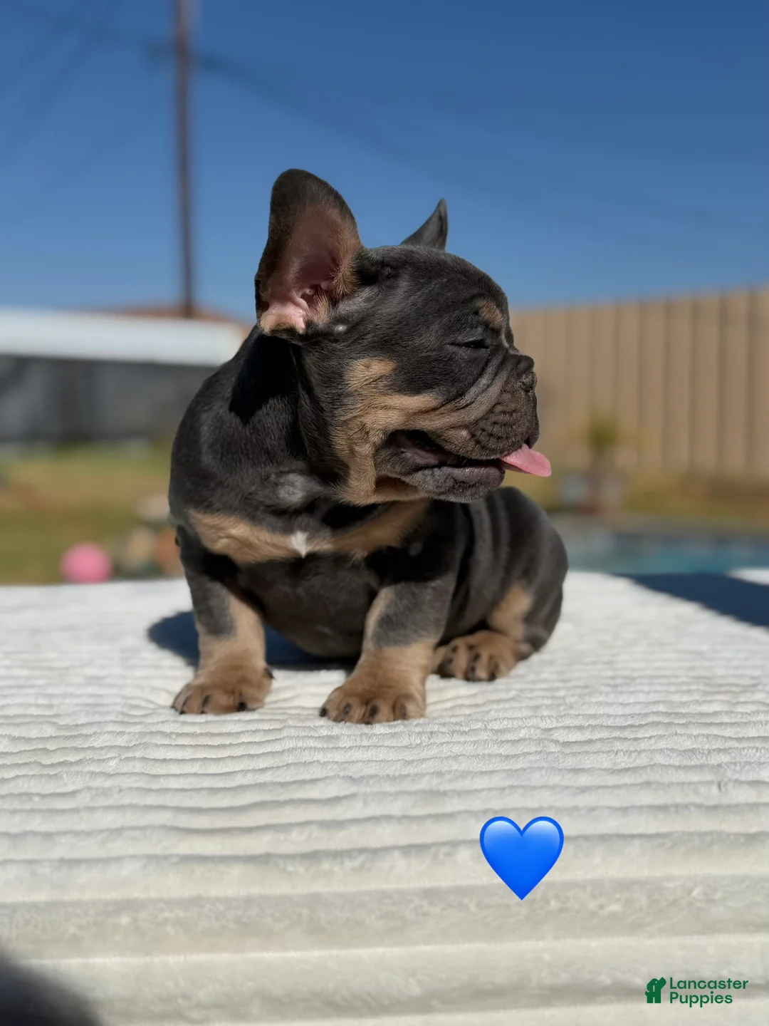 French Bulldog dogs for sale: Ted French Bulldog  - Ad 2