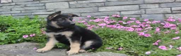 German Shepherd dogs for sale: Abby - Ad 7