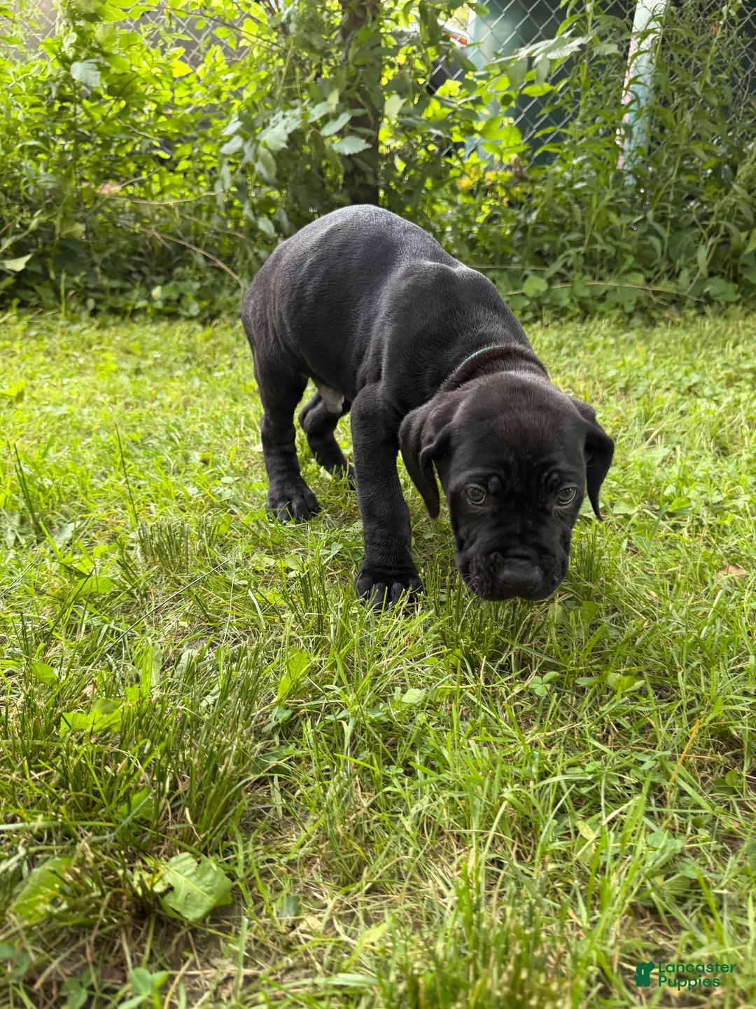 Cane Corso dogs for sale: Cane Corso 2 - Ad 1