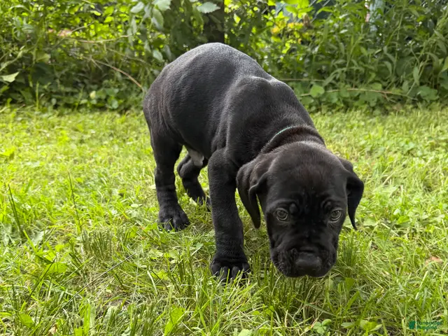 Cane Corso dogs for sale: Cane Corso 2 - Ad 1