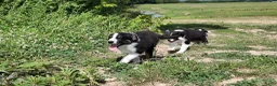 Australian Shepherd dogs for sale: Virginia - Ad 6