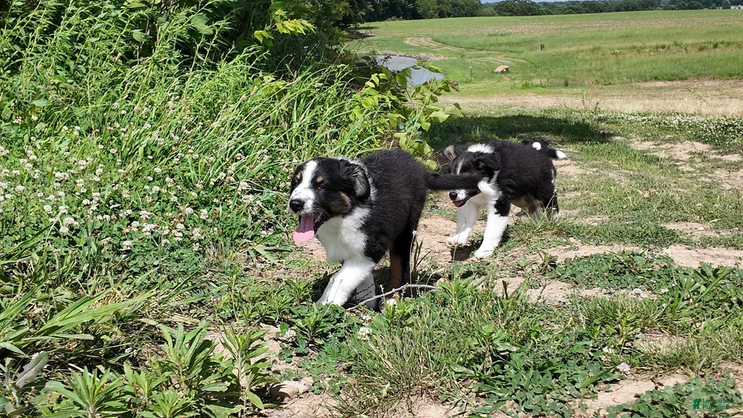 Australian Shepherd dogs for sale: Virginia - Ad 6