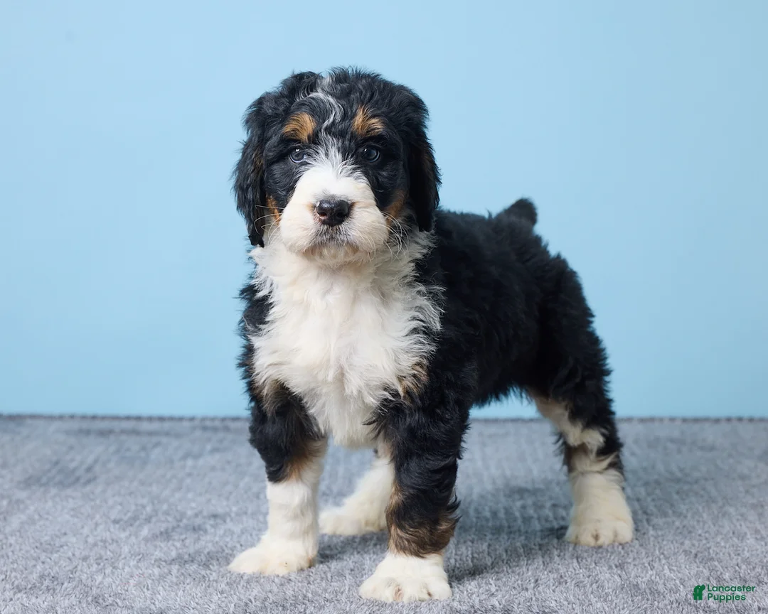 Bernedoodle dogs for sale: Hailey - Ad 3