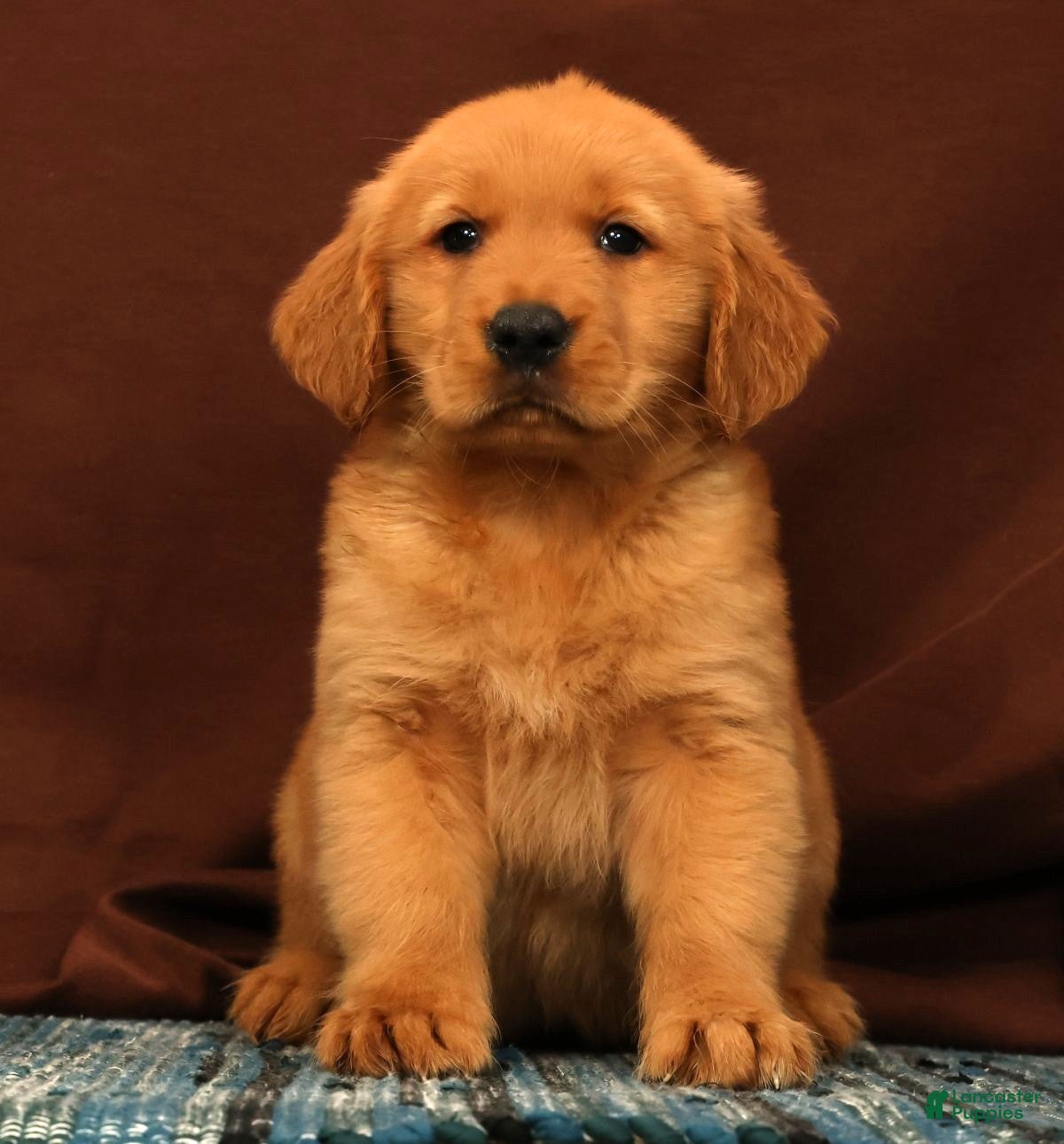 Golden Retriever dogs Scott - Ad 1