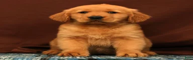 Scott