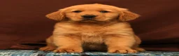 Golden Retriever dogs for sale: Scott - Ad 1