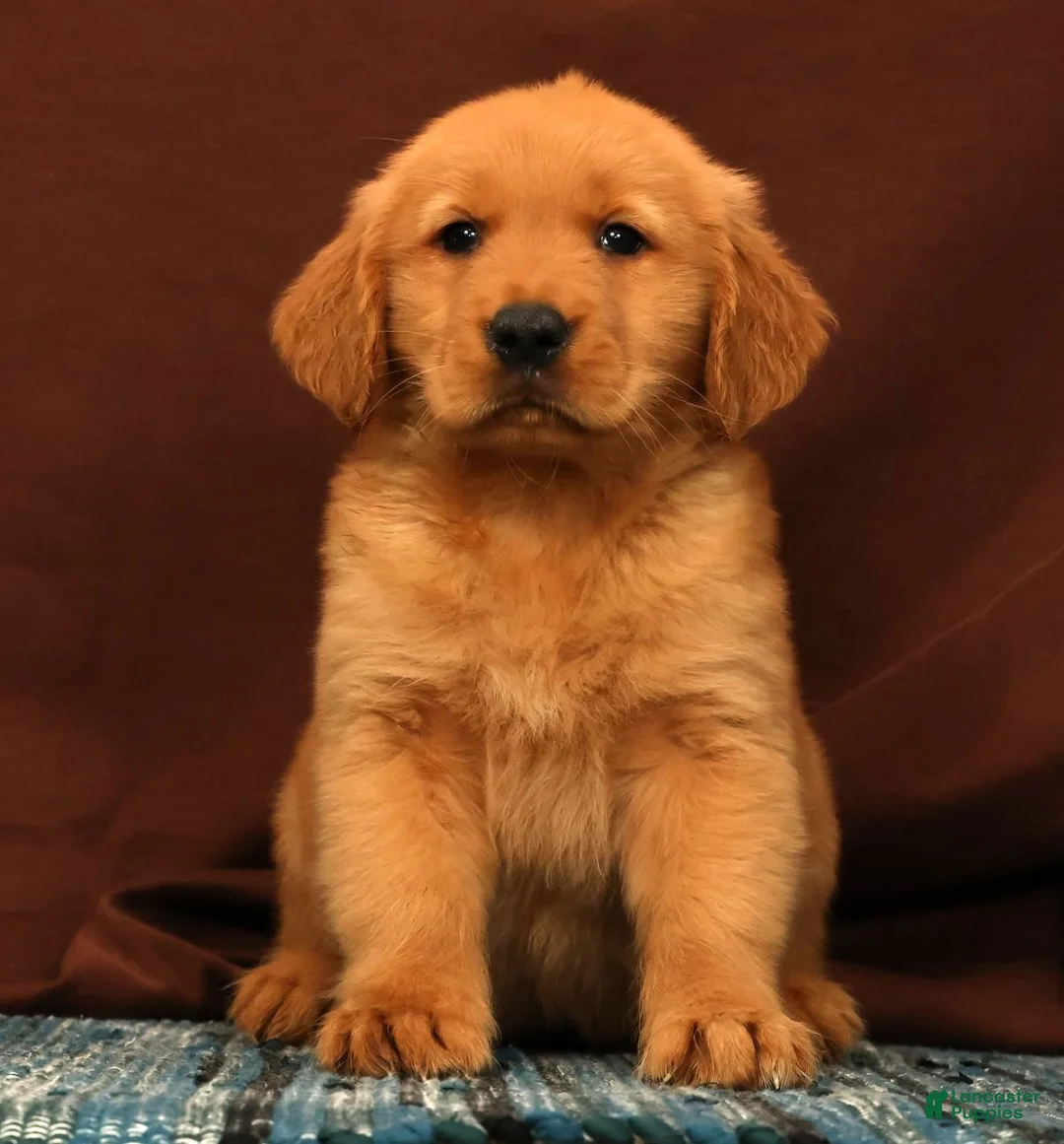 Golden Retriever dogs for sale: Scott - Ad 1