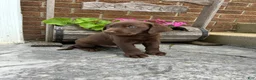 Labrador Retriever dogs for sale: Sam  - Ad 6