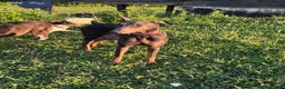 Doberman Pinscher dogs for sale: Rudolph  - Ad 8