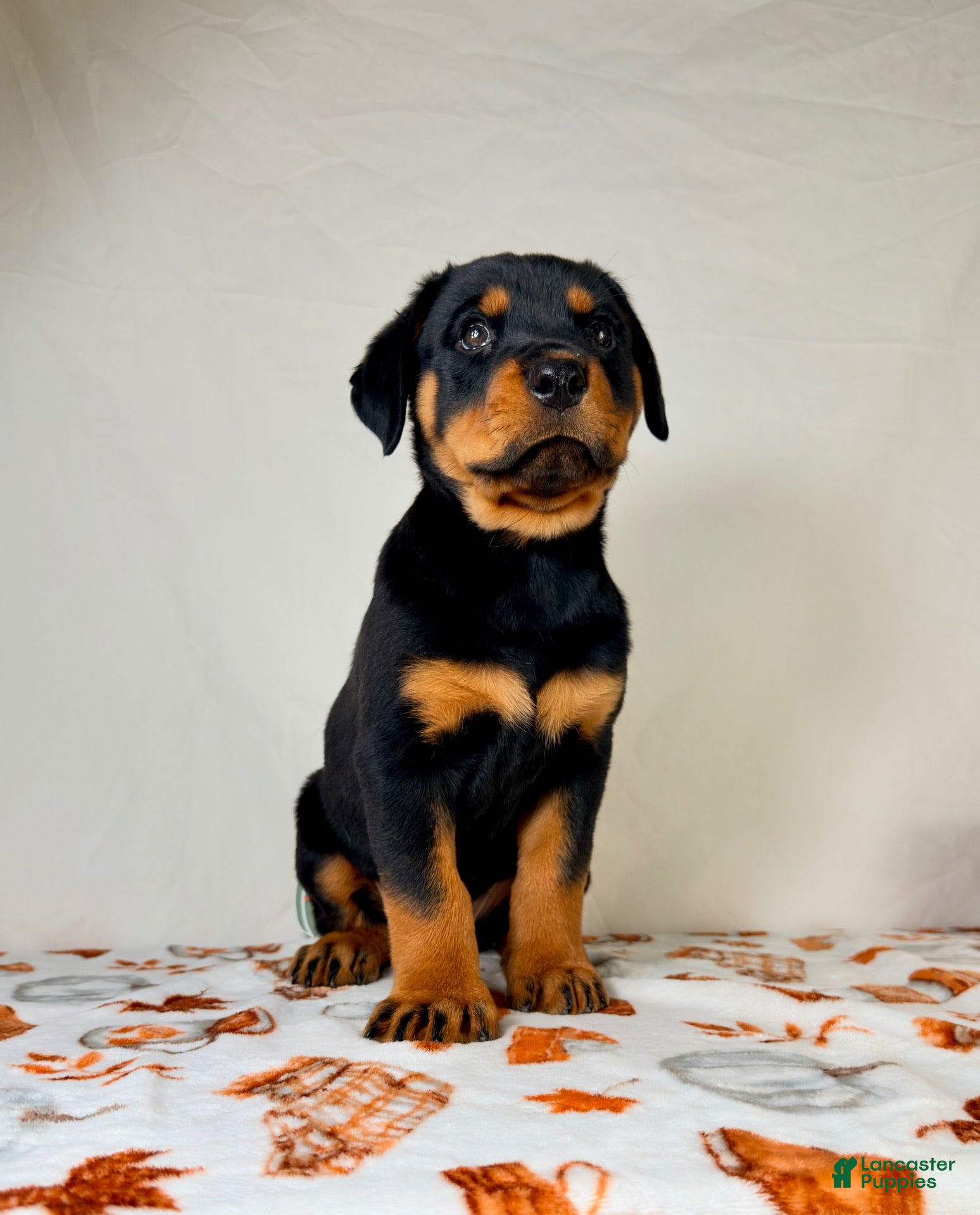 Rottweiler dogs AKC Duchess - Ad 2