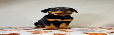 AKC Duchess