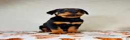 Rottweiler dogs for sale: AKC Duchess - Ad 1