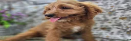 Cavapoo dogs for sale: Glacier - Ad 18