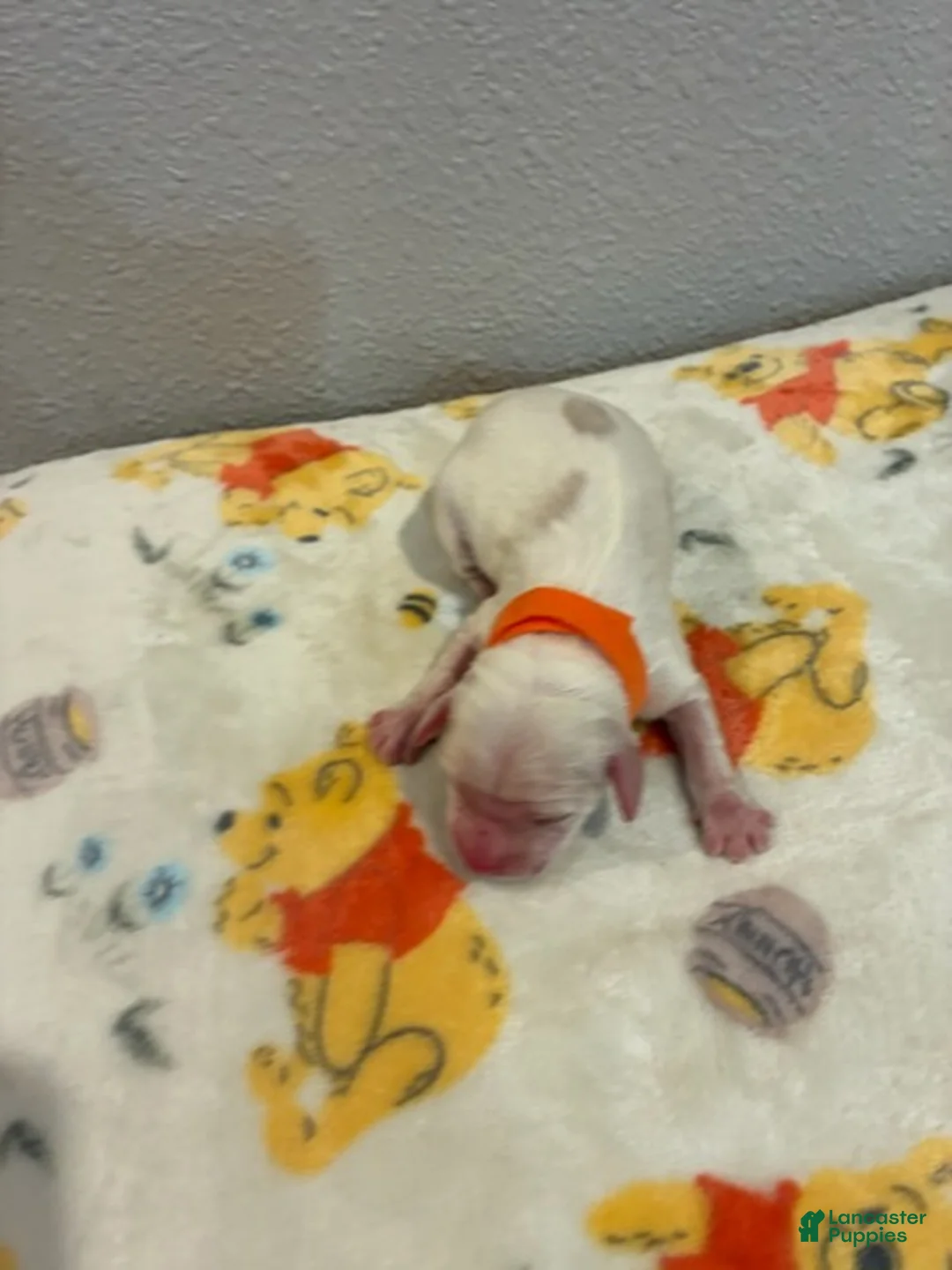 Cockapoo dogs for sale: Boy 2 - Ad 2