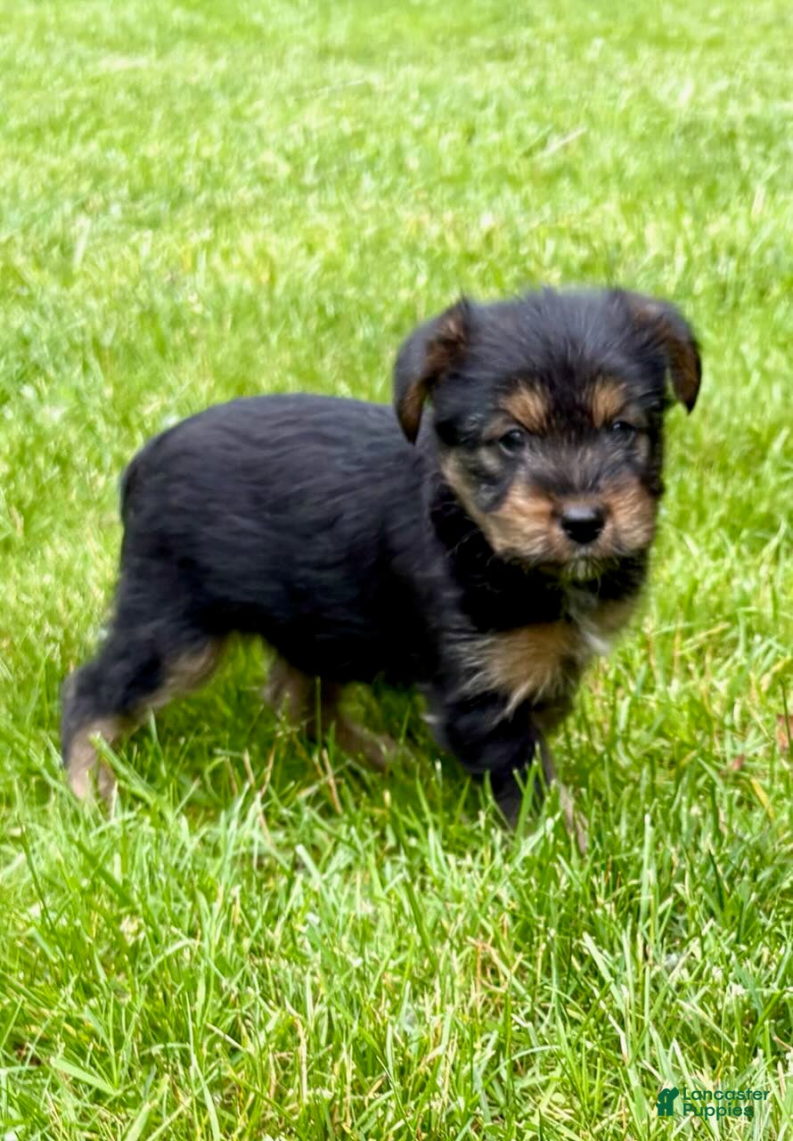 Yorkshire Terrier dogs for sale: Yorkshire Terrier Poppy - Ad 2