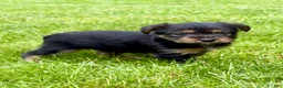 Yorkshire Terrier dogs for sale: Yorkshire Terrier Poppy - Ad 1