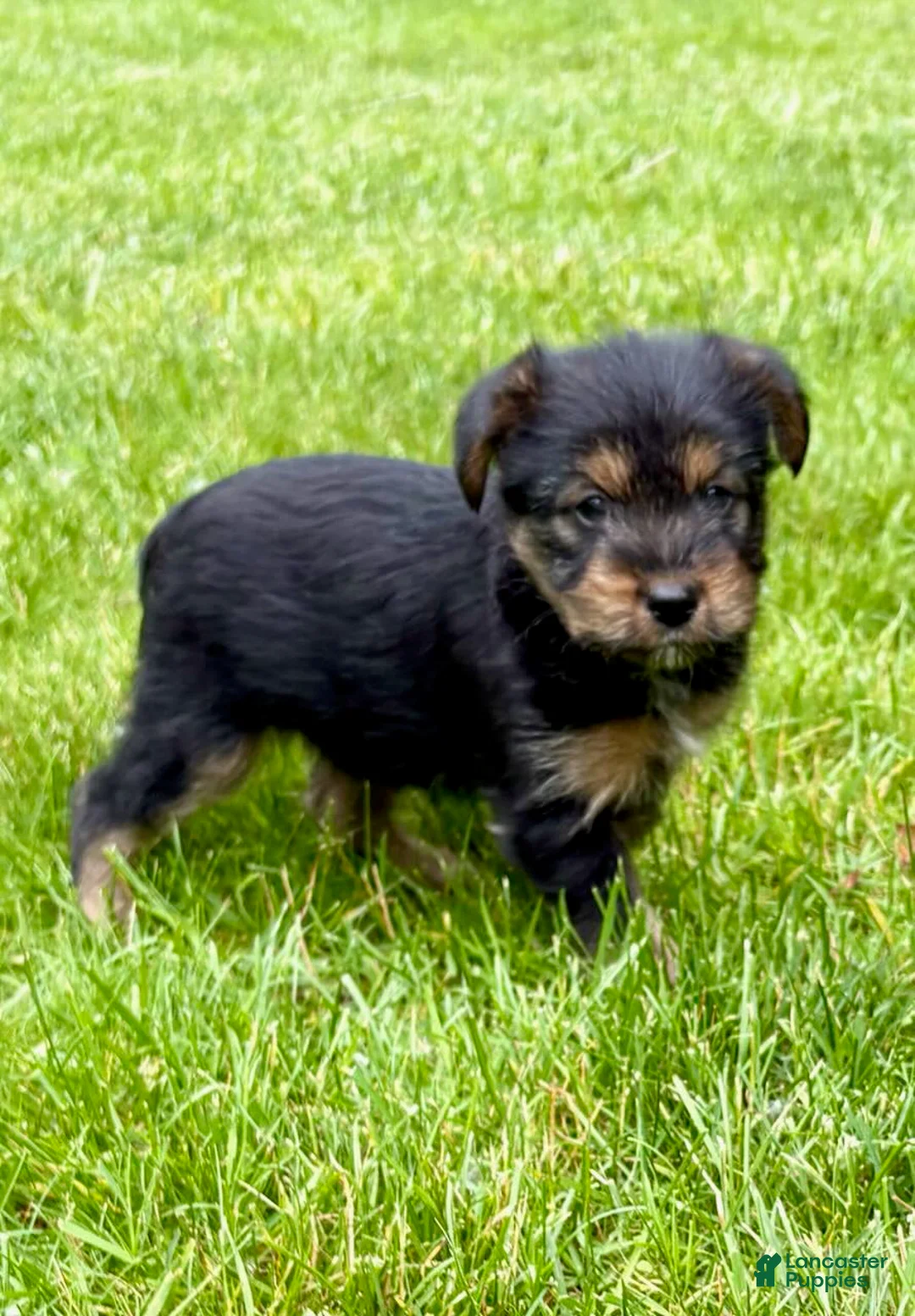 Yorkshire Terrier dogs for sale: Yorkshire Terrier Poppy - Ad 1