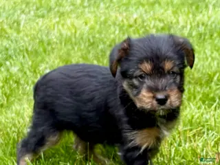 Yorkshire Terrier dogs for sale: Yorkshire Terrier Poppy - Ad 2