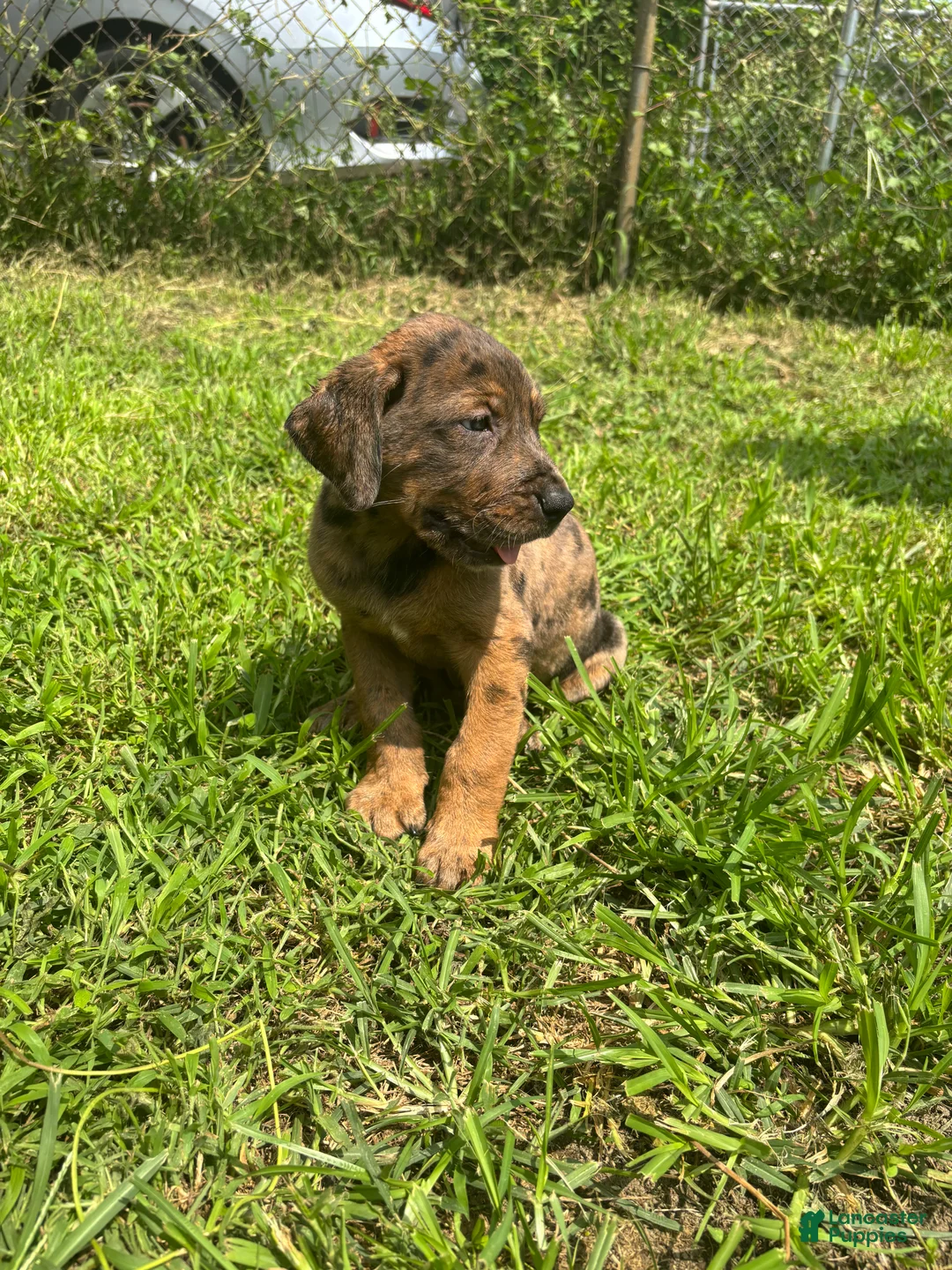 Mixed Breed dogs for sale: Boy 1 - Ad 2
