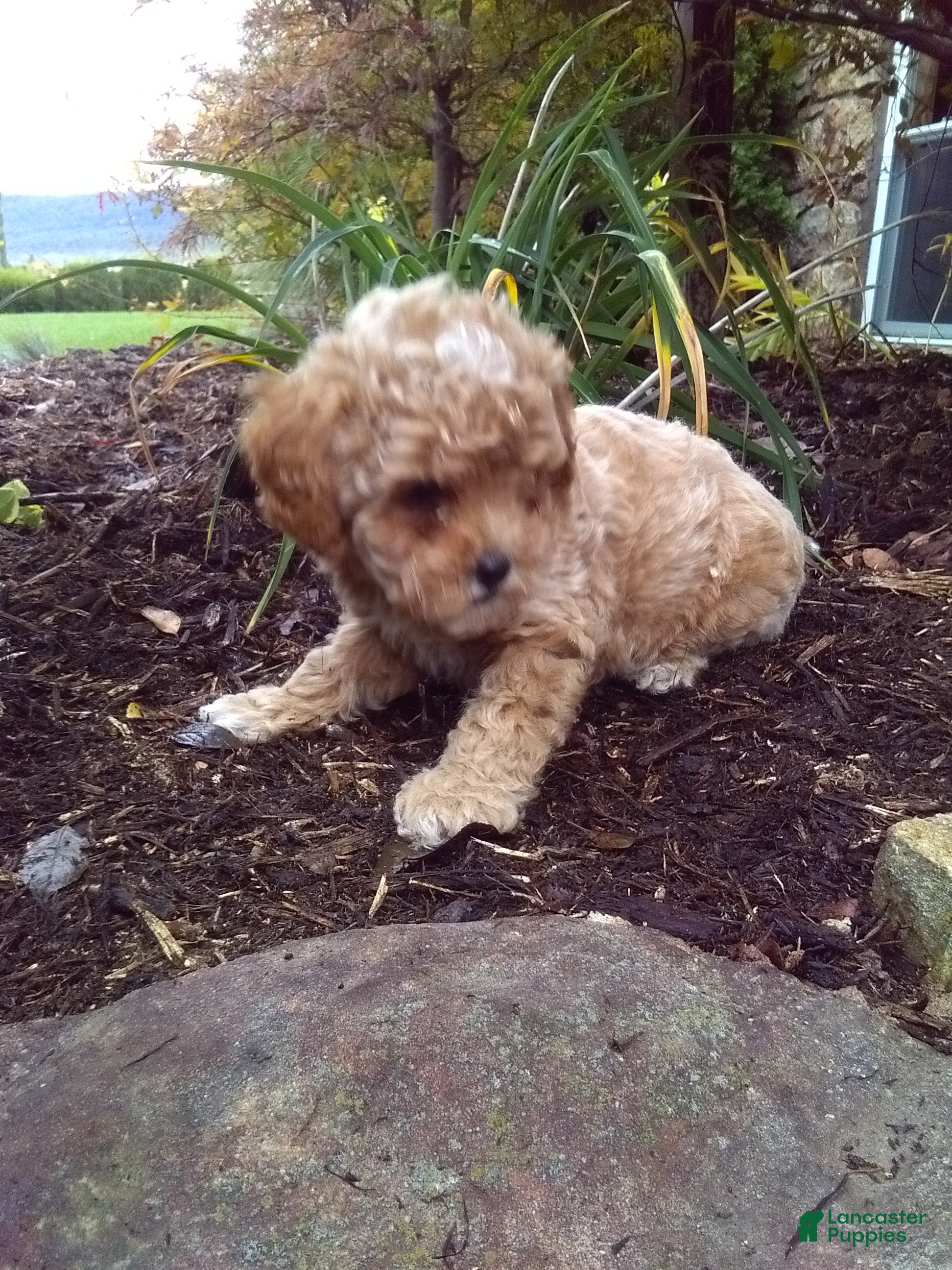 Toy Poodle dogs Claudie - Ad 2