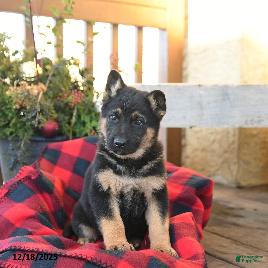 German Shepherd dogs Malerie - Ad 7