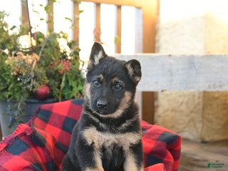 German Shepherd dogs Malerie - Ad 27
