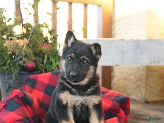 German Shepherd dogs Malerie - Ad 39