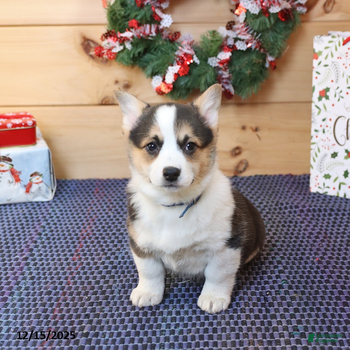 Welsh Corgi Pembroke dogs Handsome - Ad 16