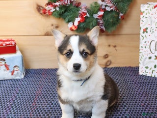 Welsh Corgi Pembroke dogs Handsome - Ad 29