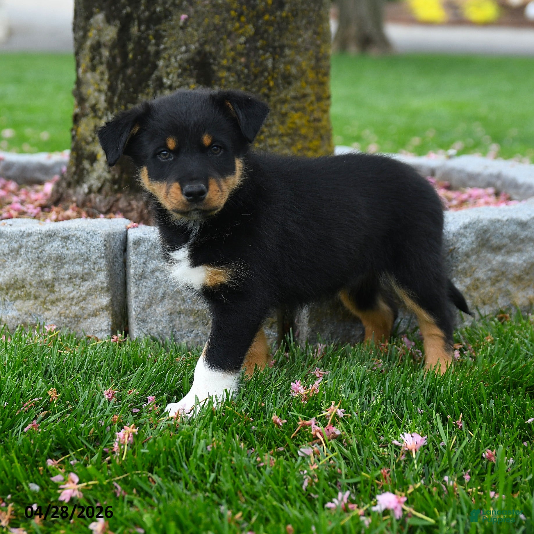 Australian Shepherd dogs Freddy - Ad 1