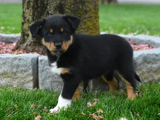 Australian Shepherd dogs for sale: Freddy - Ad 1