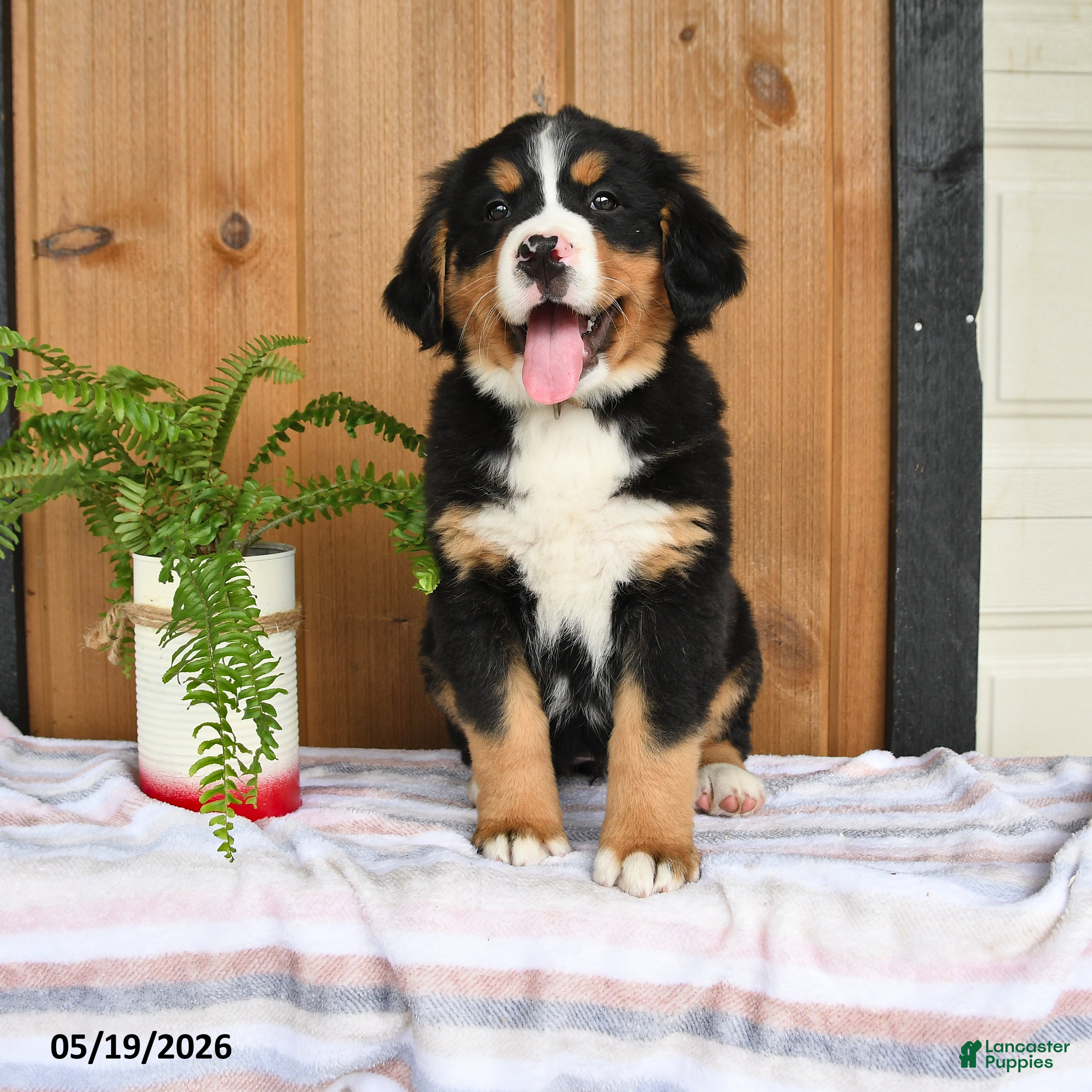 Bernese Mountain Dog dogs Pearl - Ad 1