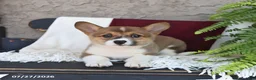 Welsh Corgi Pembroke dogs for sale: Lilly - Ad 3