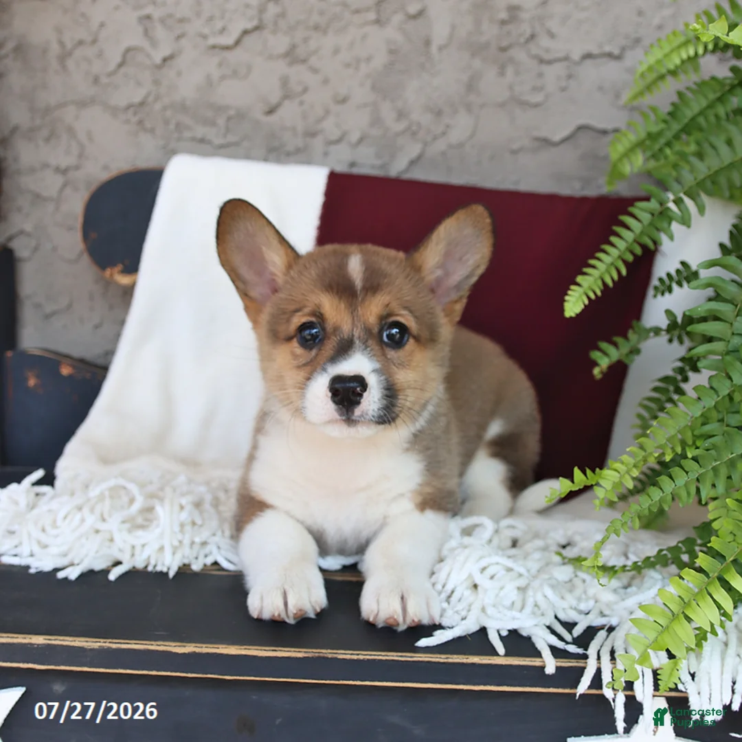 Welsh Corgi Pembroke dogs for sale: Lilly - Ad 3