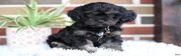 Cavapoo dogs for sale: Teddy - Ad 11