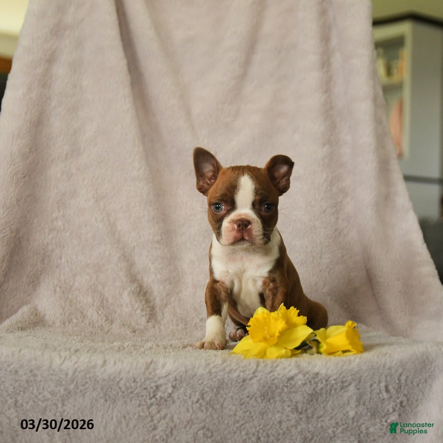 Boston Terrier dogs Drummer - Ad 1