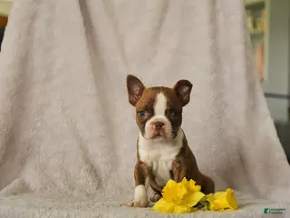 Boston Terrier dogs for sale: Drummer - Ad 4