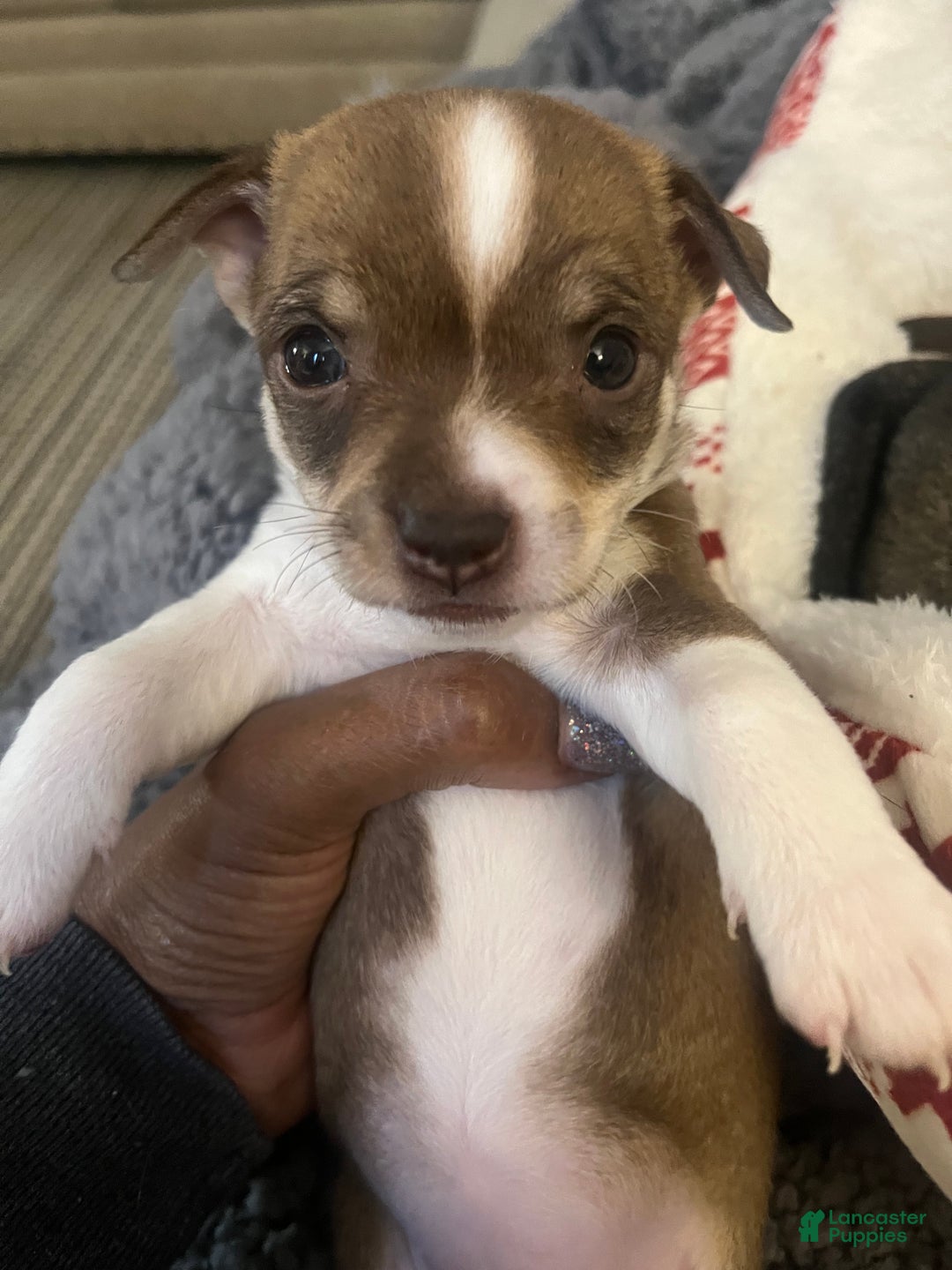 Chihuahua dogs for sale: Chihuahua Puppy 4 - Ad 2