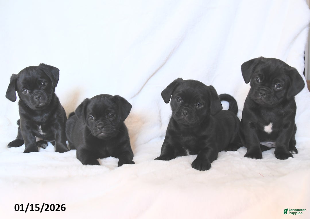 Mixed Breed dogs for sale:  Black Beauty  - Ad 3