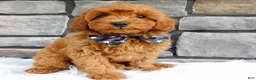Cavapoo dogs for sale: Ashton - Ad 7