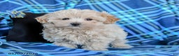 Maltipoo dogs for sale: Toffee - Ad 4
